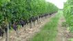 Виноград
